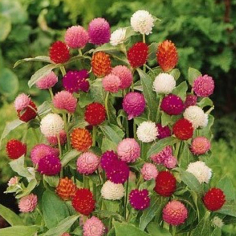 Gomphrena Buddy Mix