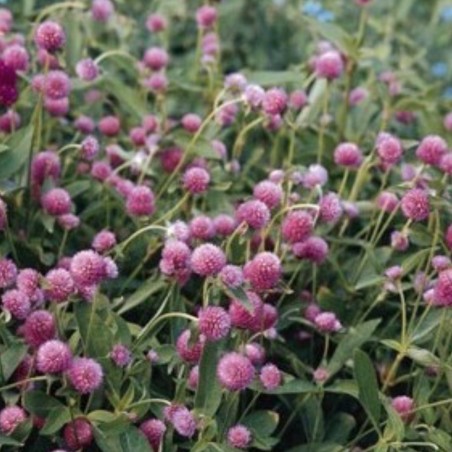 gomphrena qis globosa annuals