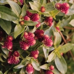 Gomphrena Pink Pinheads