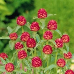 Gomphrena Qis Carmine