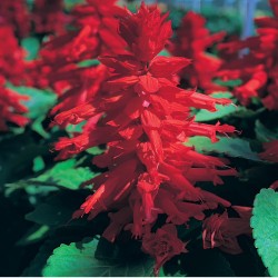 Salvia Sizzler Red