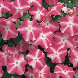 Impatiens Candy Rose Star