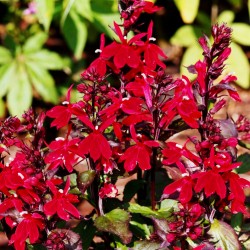 Lobelia Illumination