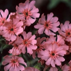 Lychnis Pinkie