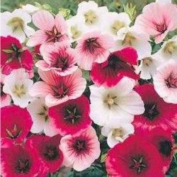 Malope Queen Mix