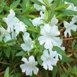 Mimulus Twinkle White