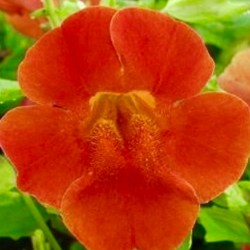 Mimulus Twinkle Red