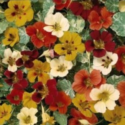 Nasturtium Alaska Mix