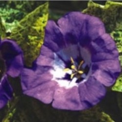 Nicandra Splash of Cream