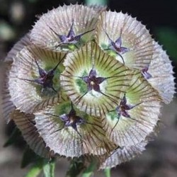 Scabiosa Ping Pong