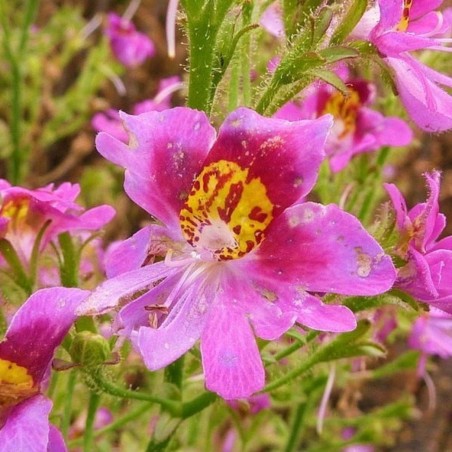 Schizanthus Angel Wings