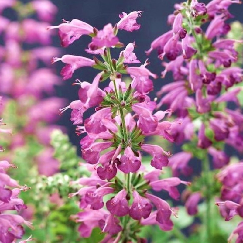 When Does Lavender Bloom Home Guides Sf Gate