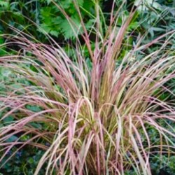 Stipa Sirocco