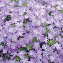 Verbena Tuscany Lavender Picotee