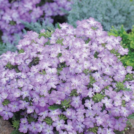 Verbena Tuscany Lavender Picotee