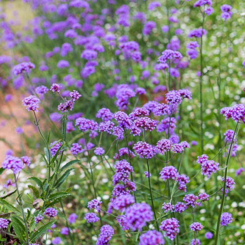 Verbena bonariensis