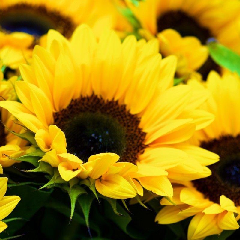 Sunflower Sunny Smile NEW