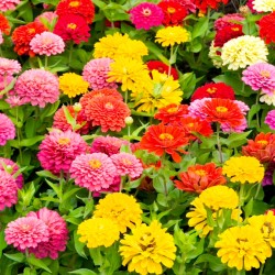 Zinnia Button Box