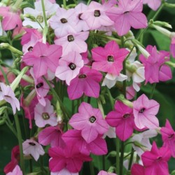 Nicotiana Whispers Mix