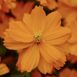 Cosmos Mandarin