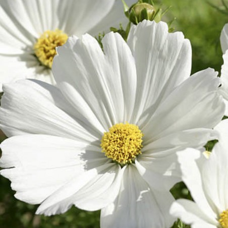 Cosmos Afternoon White