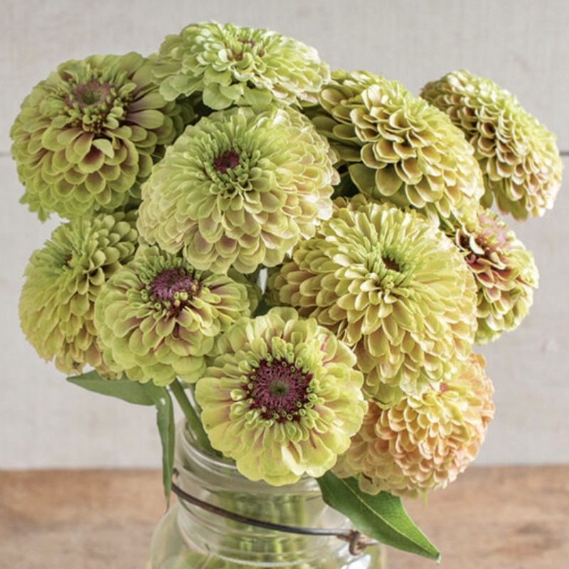 Zinnia Queen Lime with Blush.