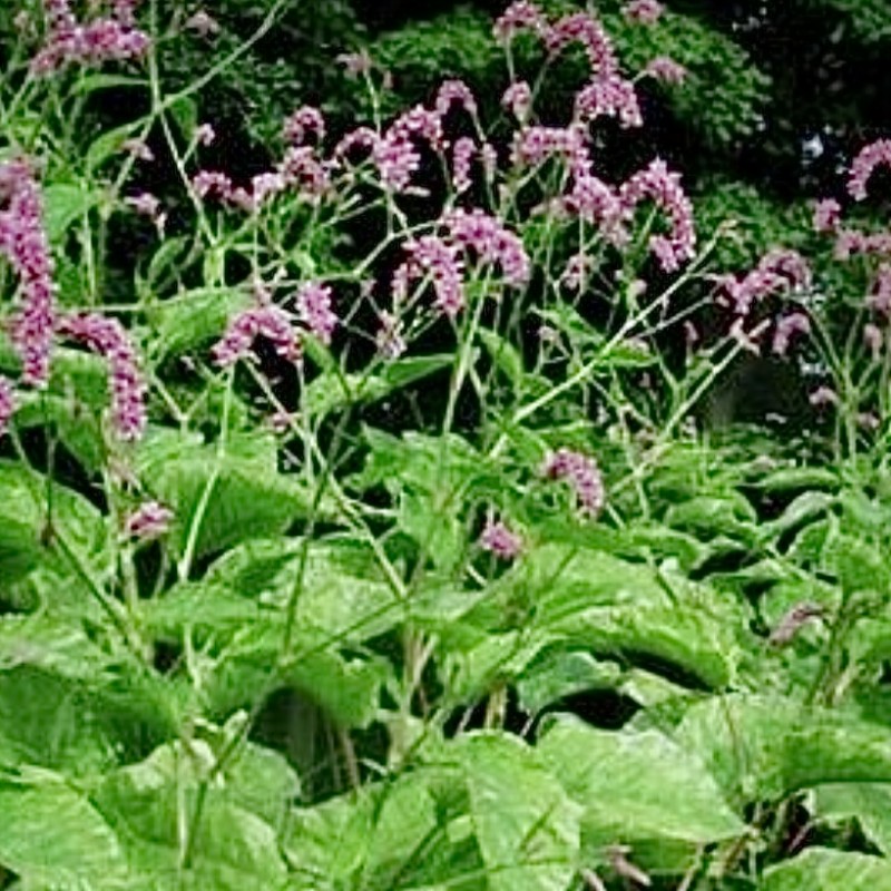 Kiss Me over The Garden Gate, Polygonum orientale