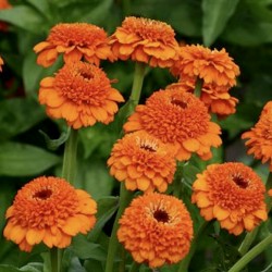 Zinnia Zinderella Orange