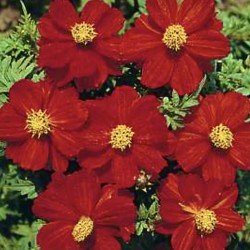 Cosmos Sunny Red