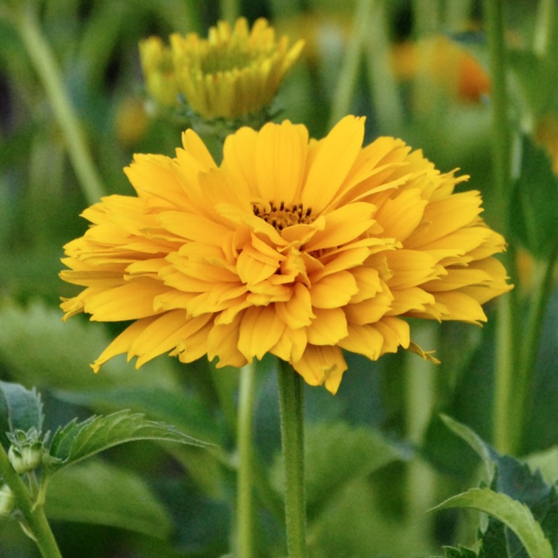 Heliopsis scabra Summer Sun