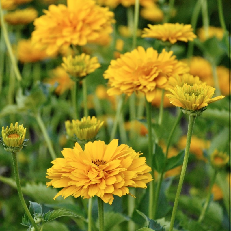 Heliopsis scabra Summer Sun