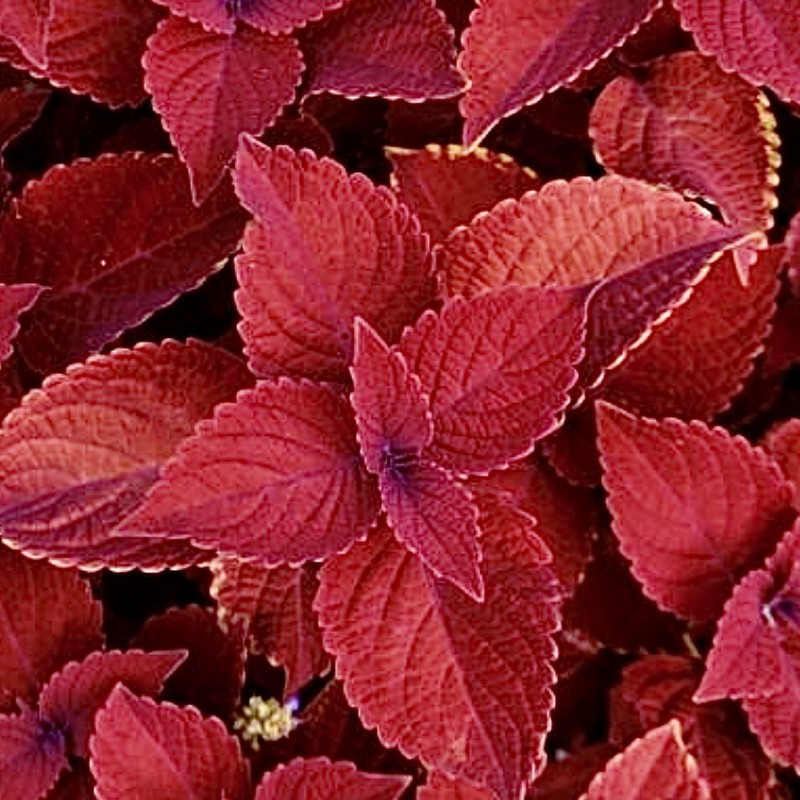 Coleus Wizard Red Velvet Flower Seeds Annual 50