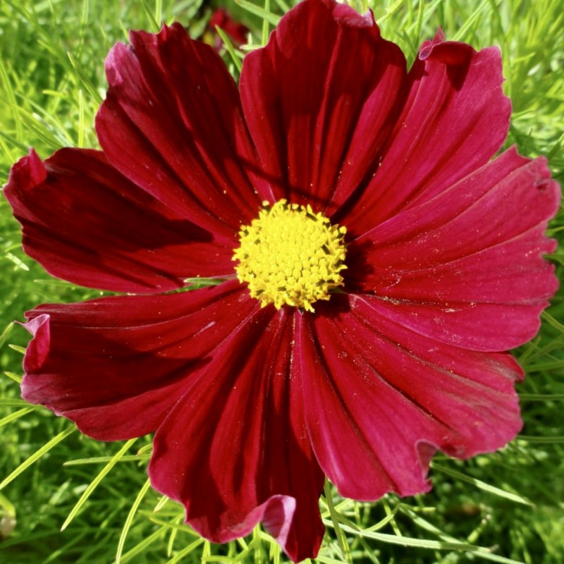 Cosmos Casanova Red