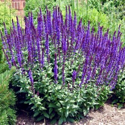 Salvia Amethyst Blue