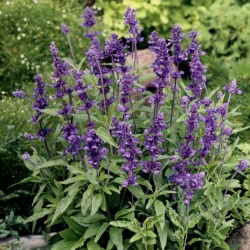 Salvia Evolution Violet
