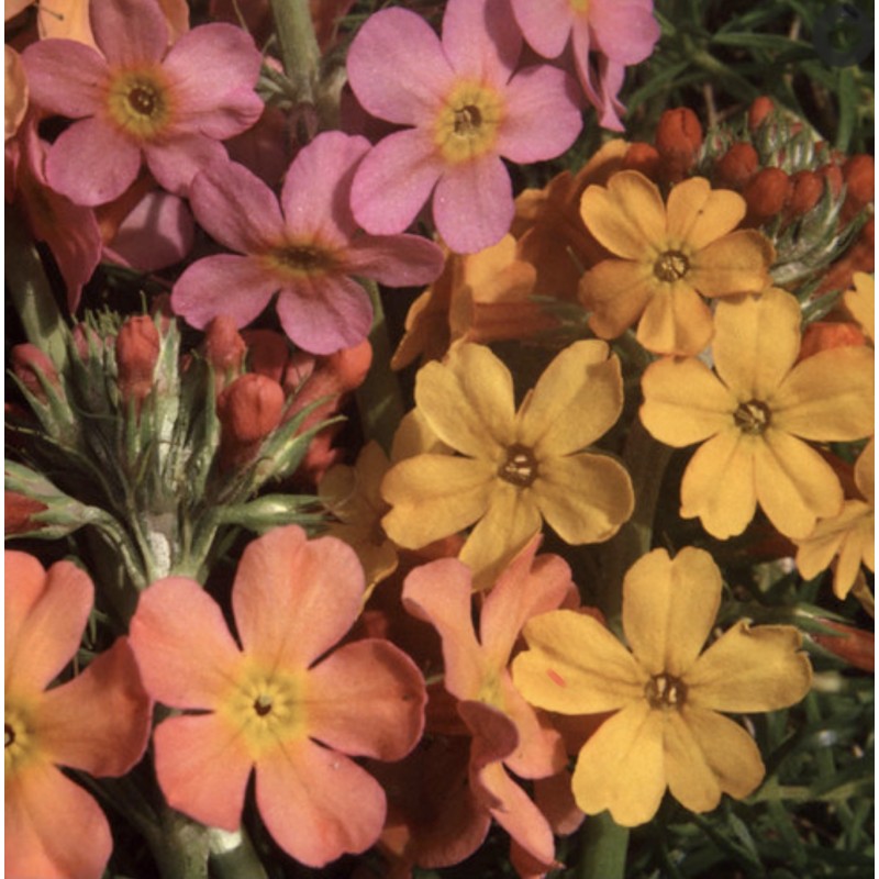 Primula Candelabra Rainbows