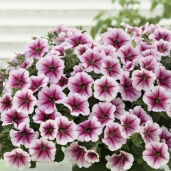 Petunia Opera Supreme...
