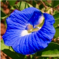 Clitoria ternatea Blue