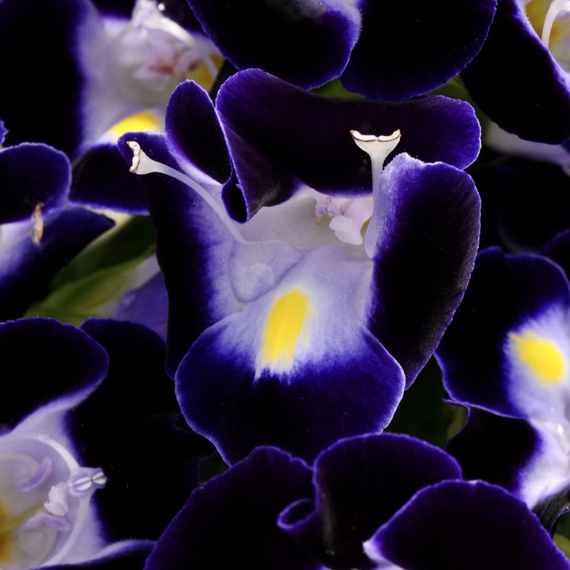 Torenia Kauai Deep Blue NEW