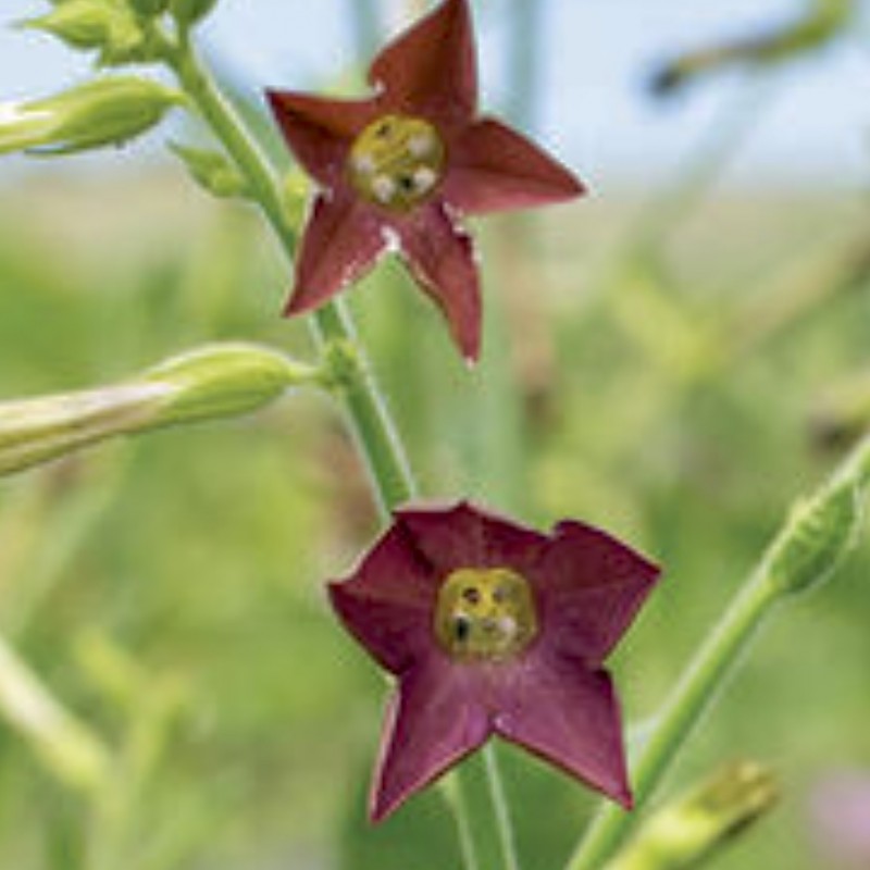 Nicotiana Bronze Queen