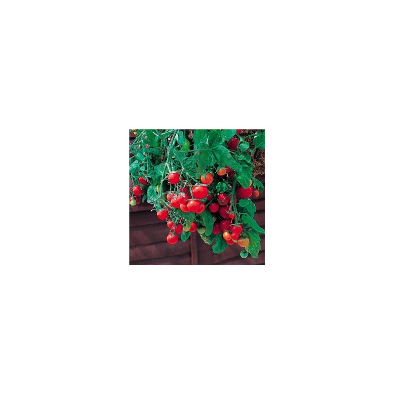 tomato tumbling tom red.jpg tomato tumbling tom red.jpg